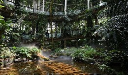 昆明植物园爆料视频最新,探秘神秘植物世界，揭秘珍稀物种之谜